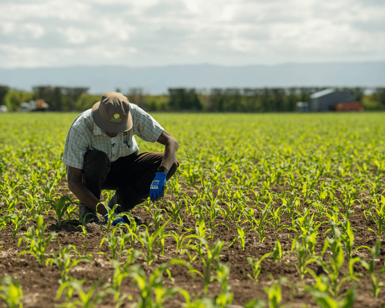 A Black man in a Tasman hat crouches in a thriving green field under clear skies. Demonstrates regional brand identity and McCain's deep roots in agriculture and manufacturing branding.