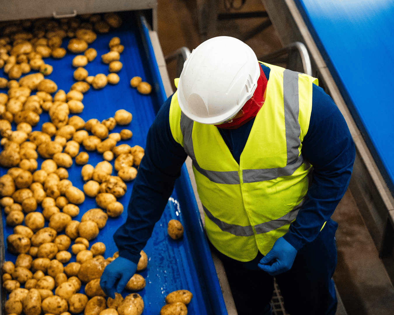 A worker in a white helmet and yellow vest sorts potatoes on a conveyor belt