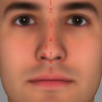 Nose anatomy frontal