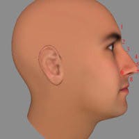 Nose Profile Anatomy