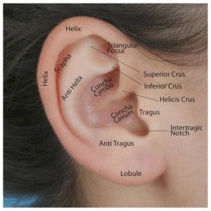 Anatomy and Analysis of the Ear