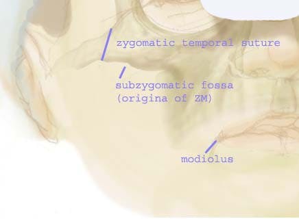 Zygomaticus Major Descriptors
