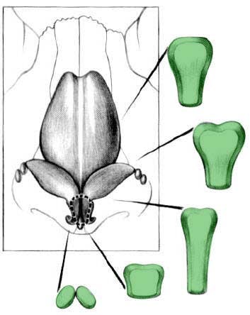 Open Rhinoplasty - Figure 10