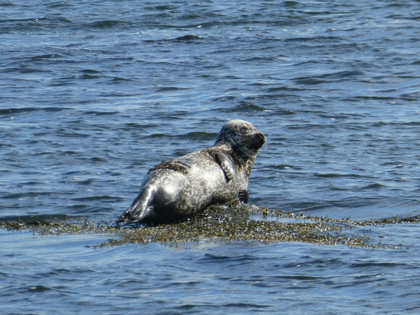 Zeehonden IJsland Zeehonden zijn een graag gezien gast in IJsland