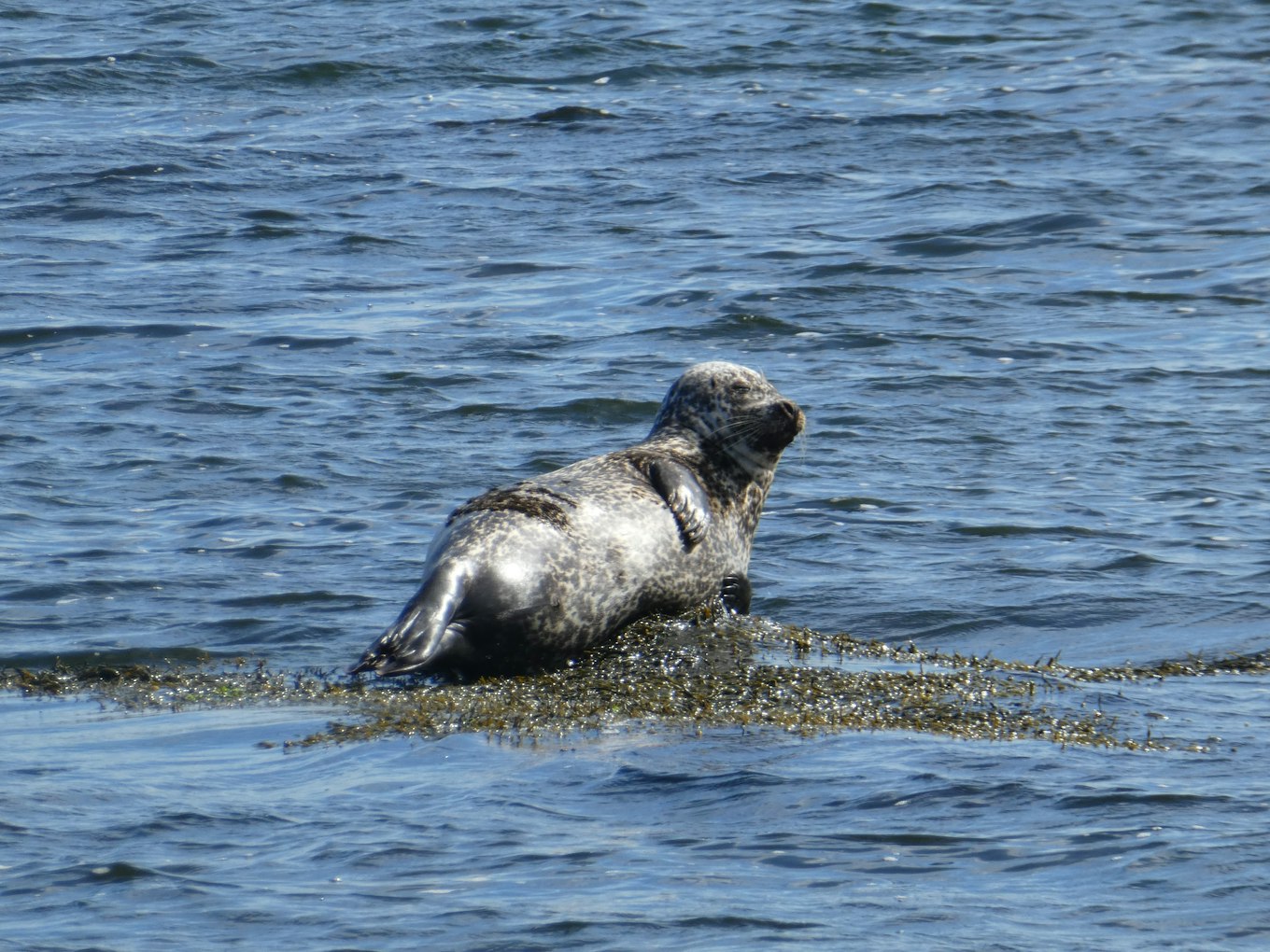 Zeehonden zijn een graag gezien gast in IJsland