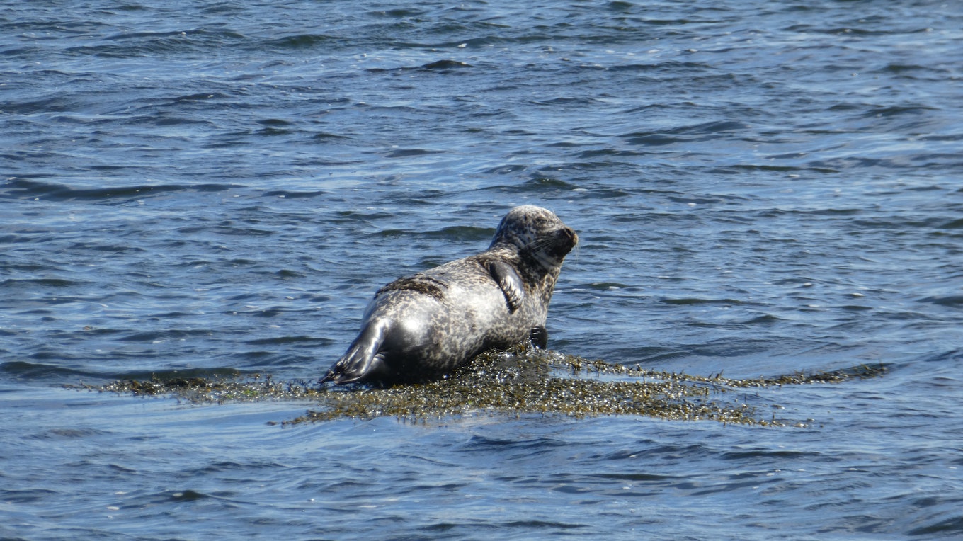 Zeehonden zijn een graag gezien gast in IJsland