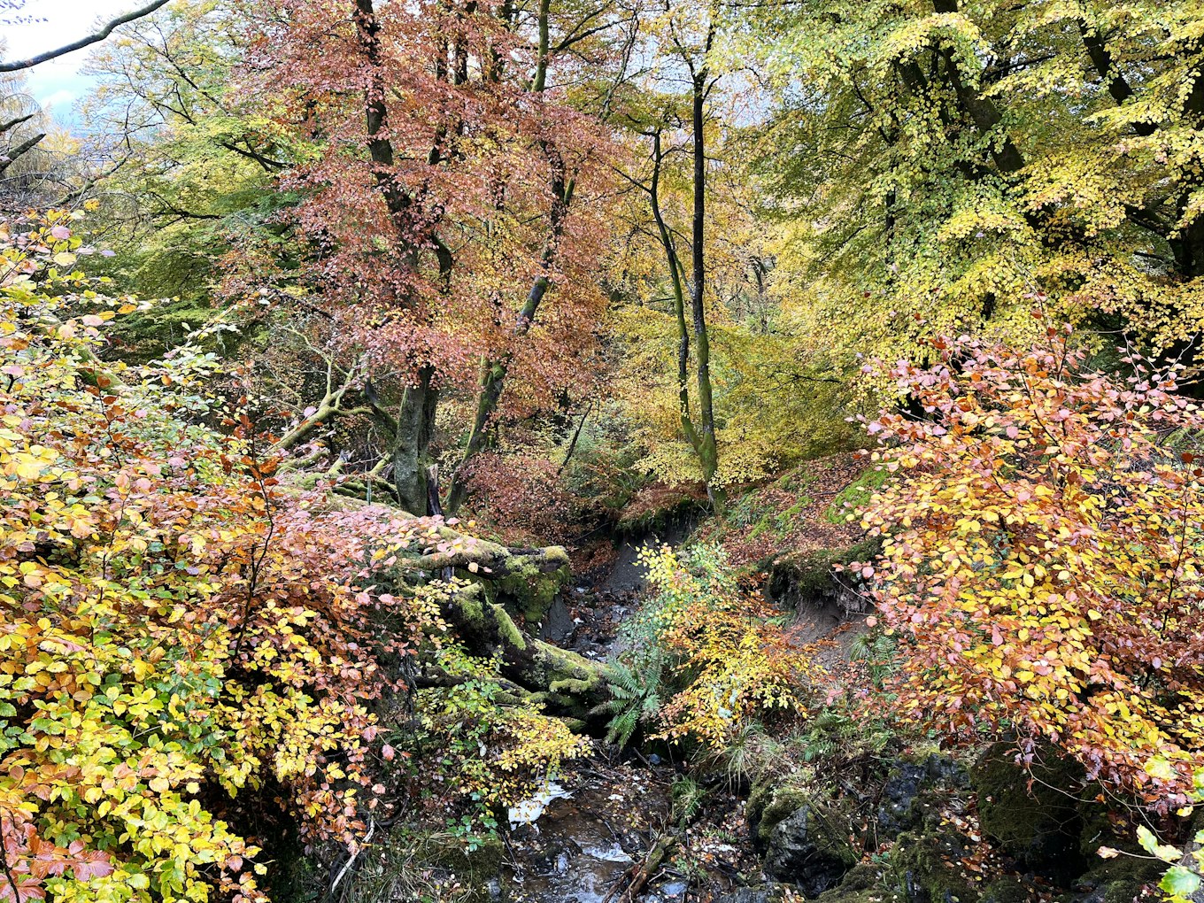 The Lowlands | Herfst The Lowlands | Herfst (Travel4Reasons)