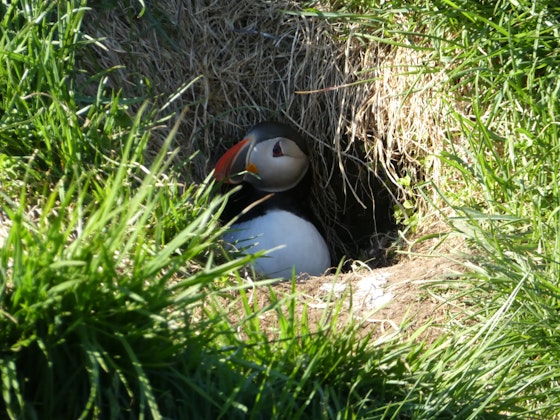 Puffin Travel met Travel4Reasons