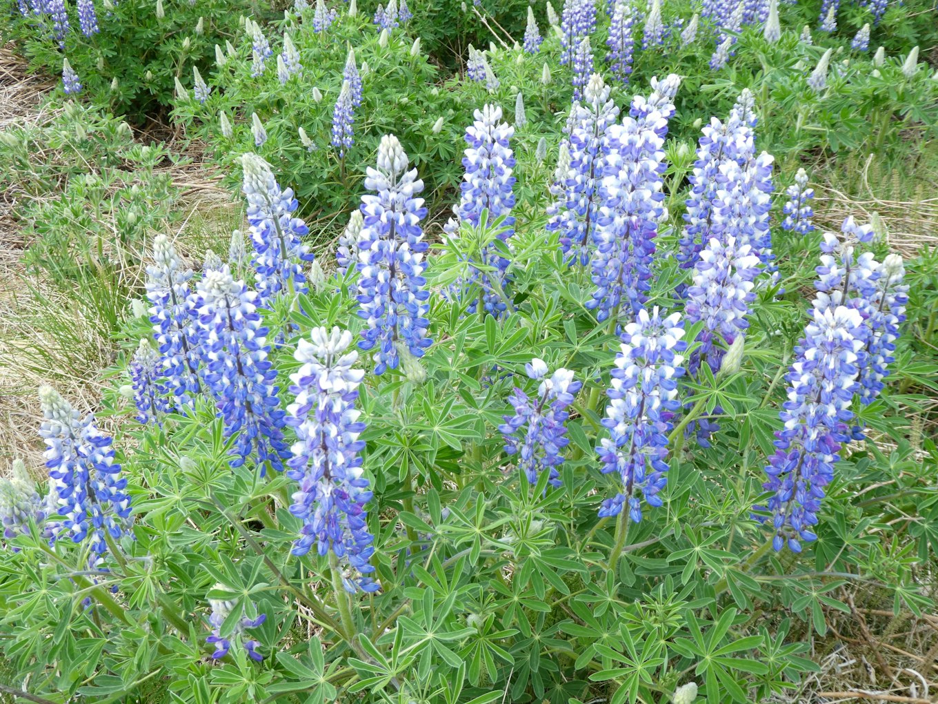 De prachtige paarse lupines in IJsland in de zomer