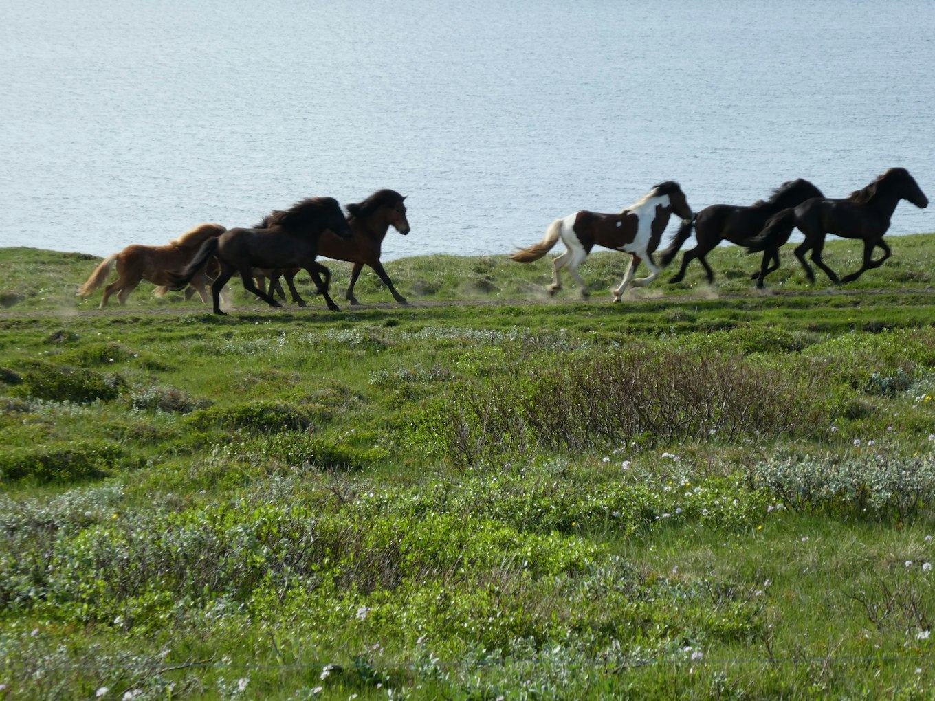 IJslandse paarden door het weiland door Travel4Reasons