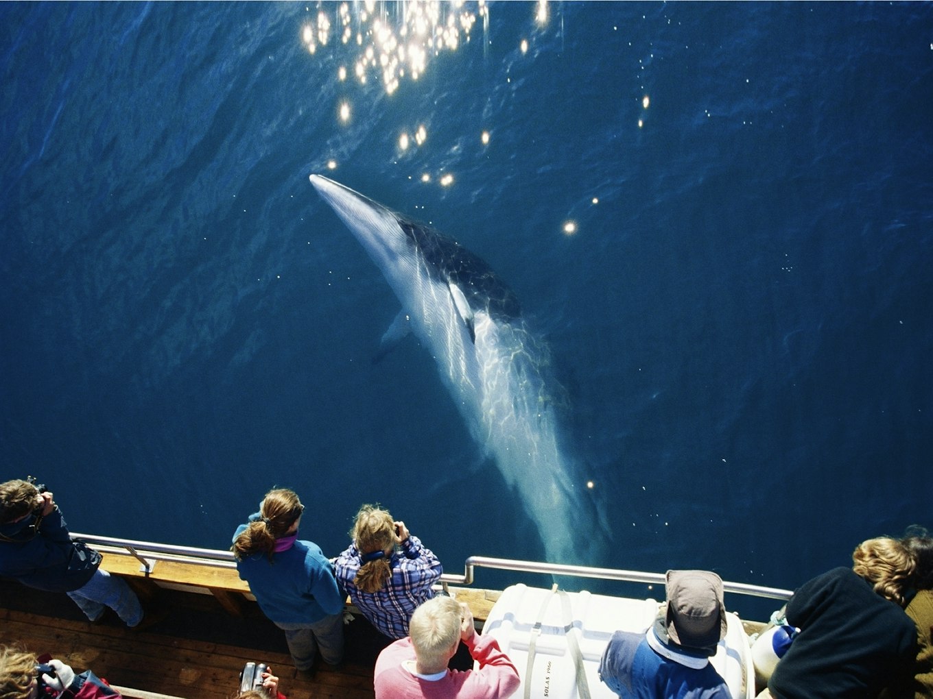 Whale watching in IJsland | Travel4Reasons