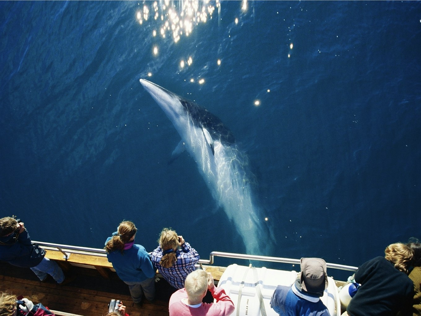 Whale watching in IJsland Whale watching in IJsland | Travel4Reasons