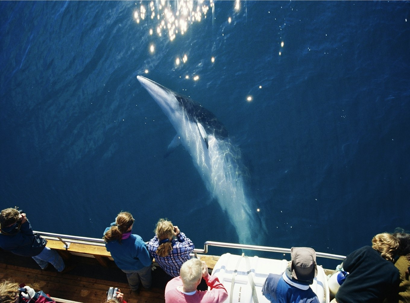 Whale watching in IJsland | Travel4Reasons