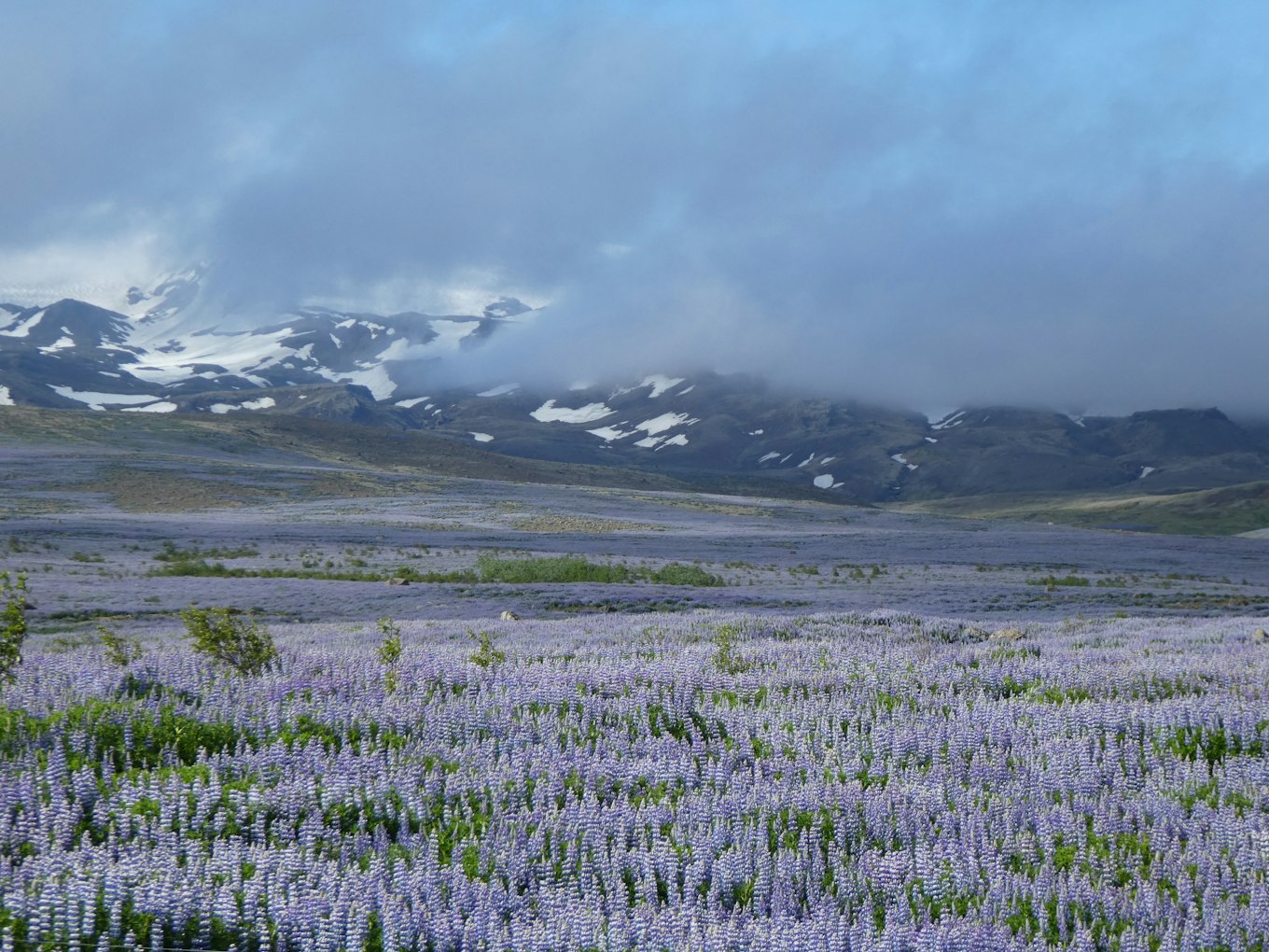 Paarse Lupines | IJsland met Travel4Reasons