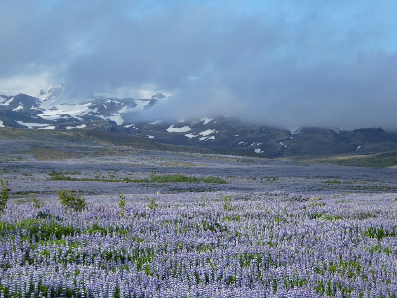 Paarse Lupines | IJsland Paarse Lupines | IJsland met Travel4Reasons