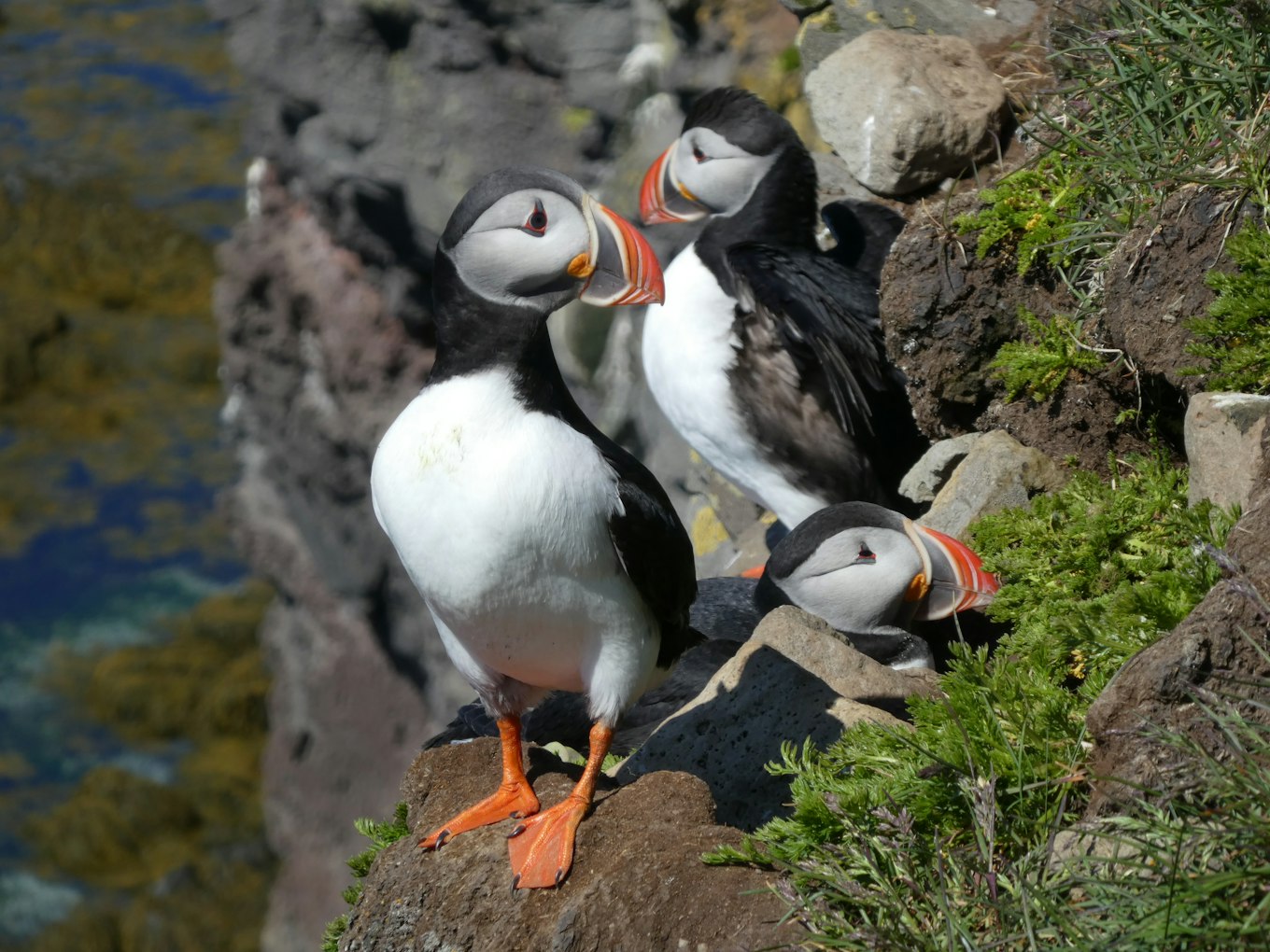 De papegaaiduiker is de 'mascotte' van IJsland. Bezoek IJsland met Travel4Reasons.