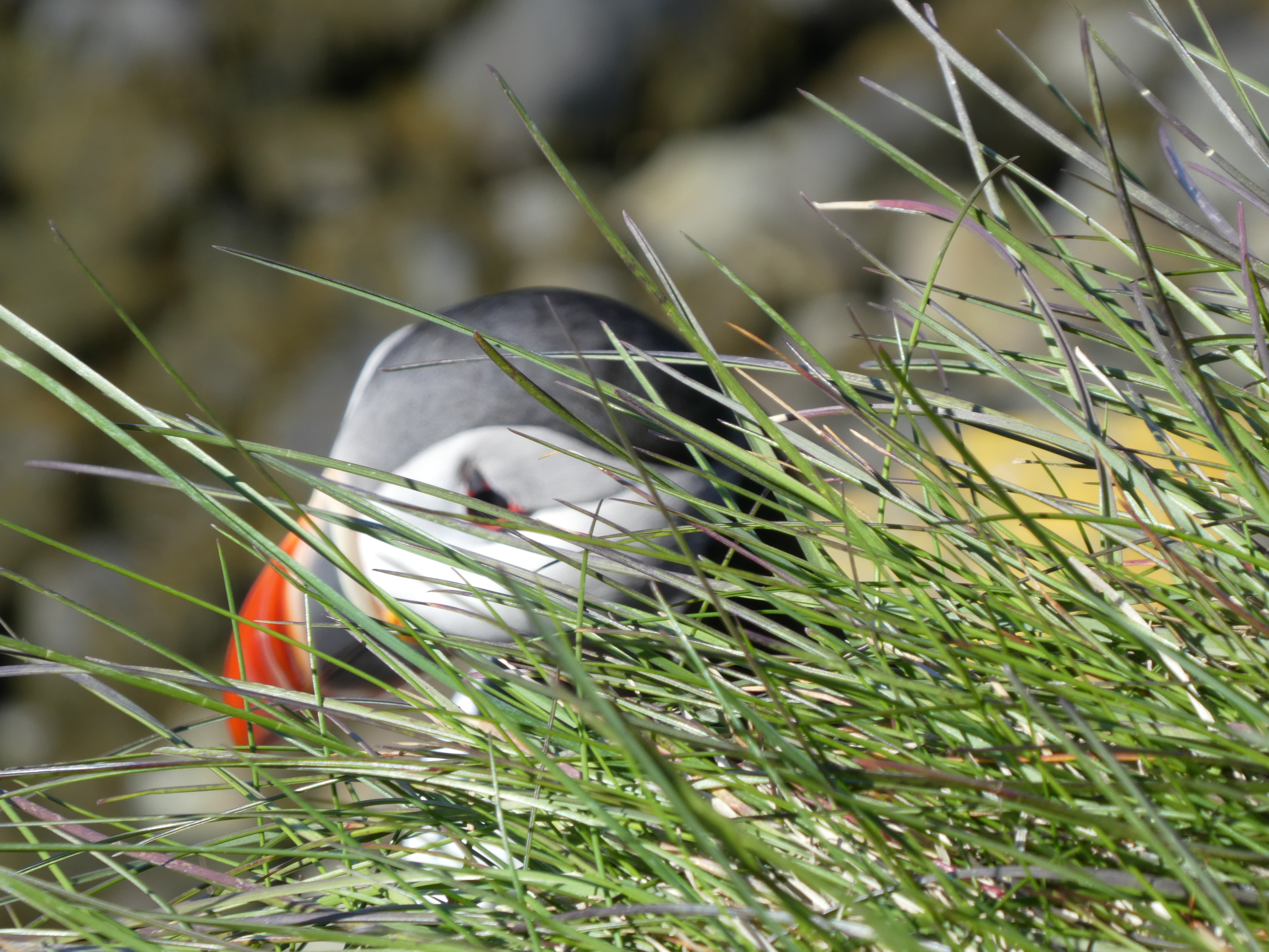 Puffin's - de nationale vogel van IJsland
