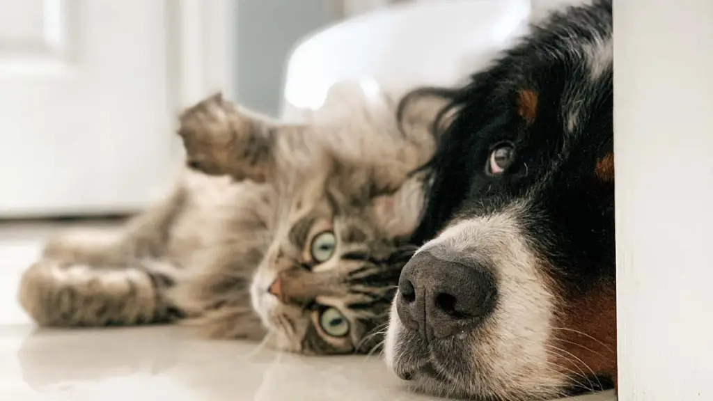 Chats et chiens allongés amis