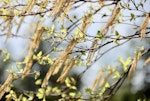 Les allergies croisées