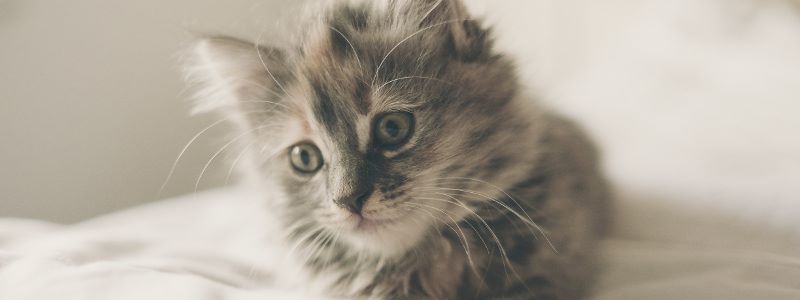 Allergie aux poils de chat Allergie aux poils de chat