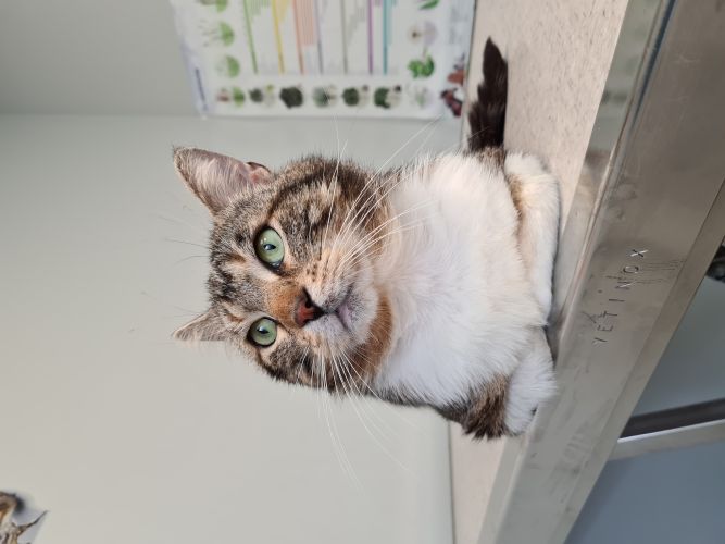Petit chat chez le vétérinaire Un petit chat sur la table de soin du vétérinaire