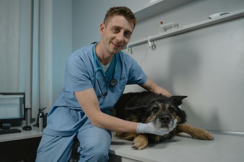 Chien chez le vétérinaire Un gros chien sur la table de soin tenu par le vétérinaire