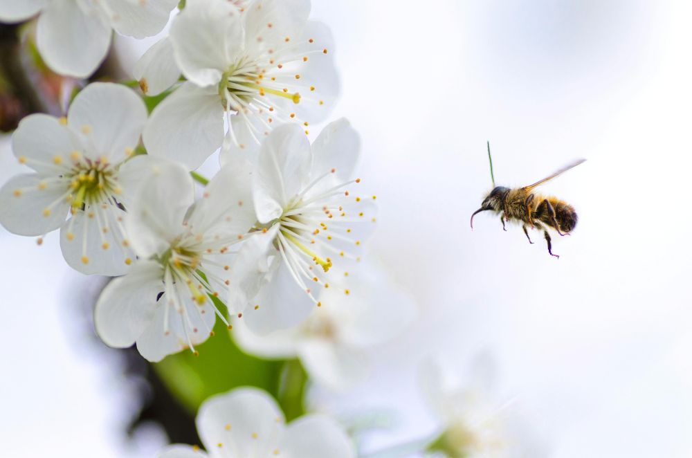 Gros plan d'une abeille qui butine un bouquet de fleurs blanches