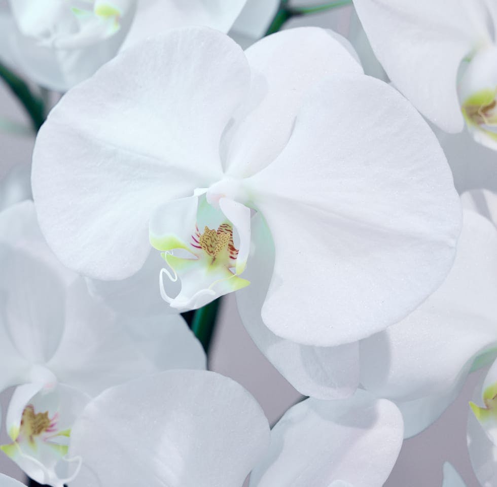 close up of a white orchid
