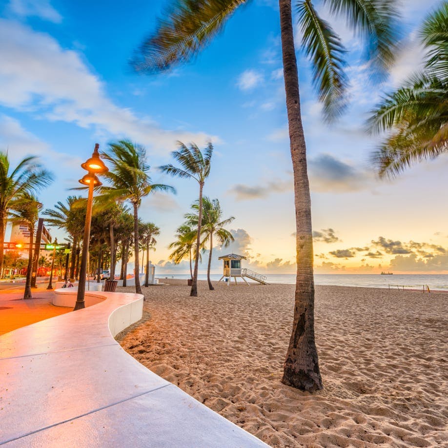 palm trees in the sand on the beach