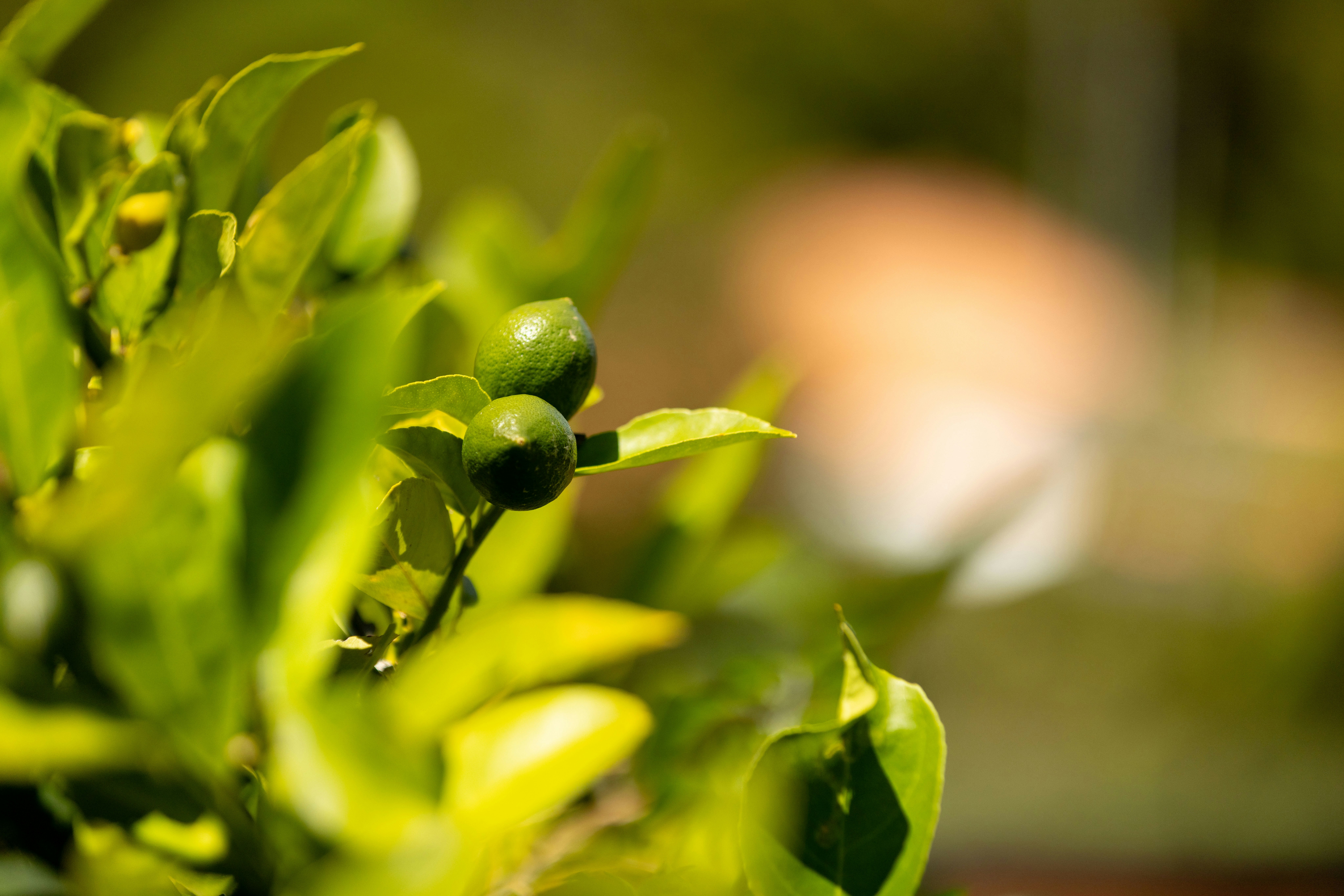 Image of citrus fruit
