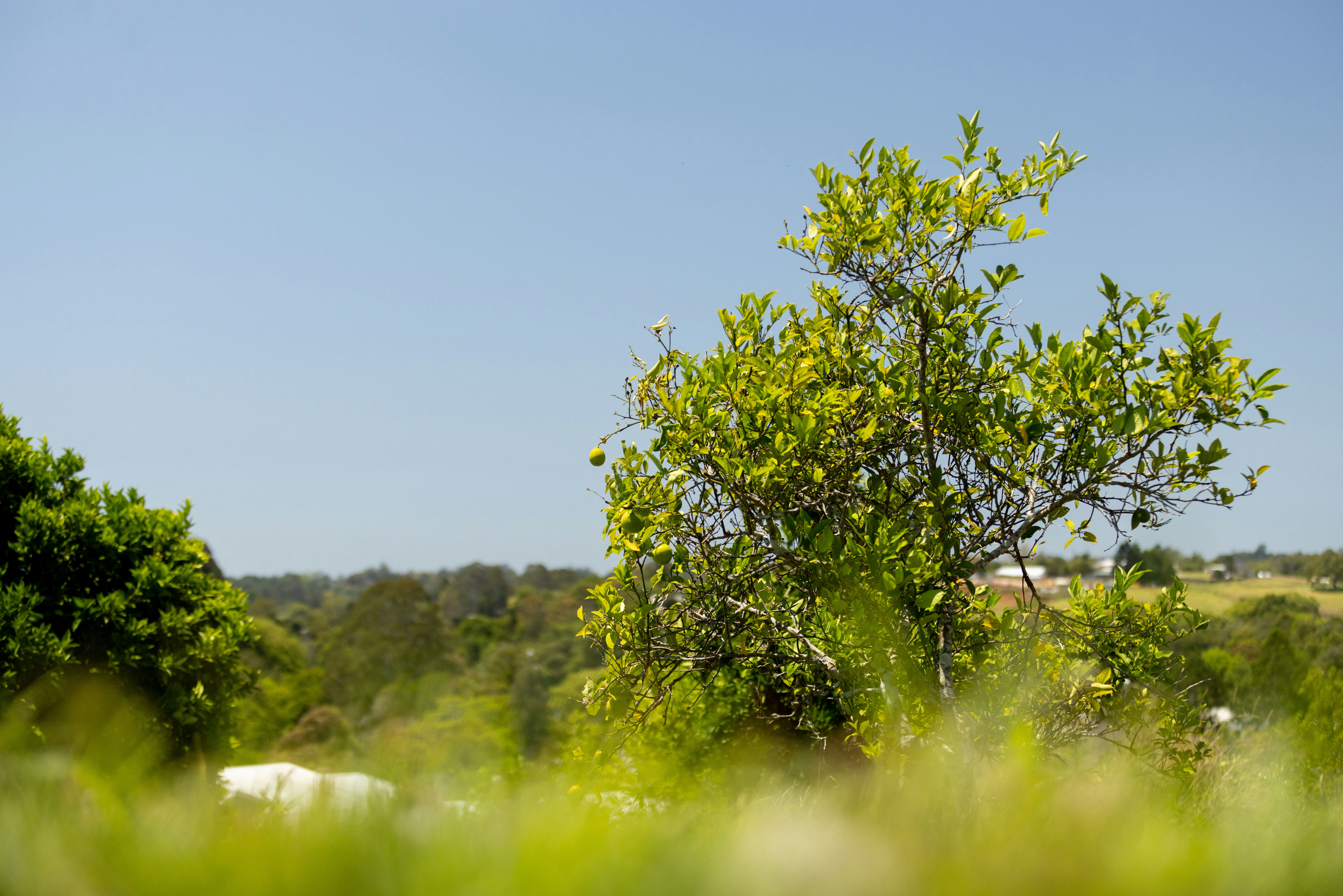 Image of field