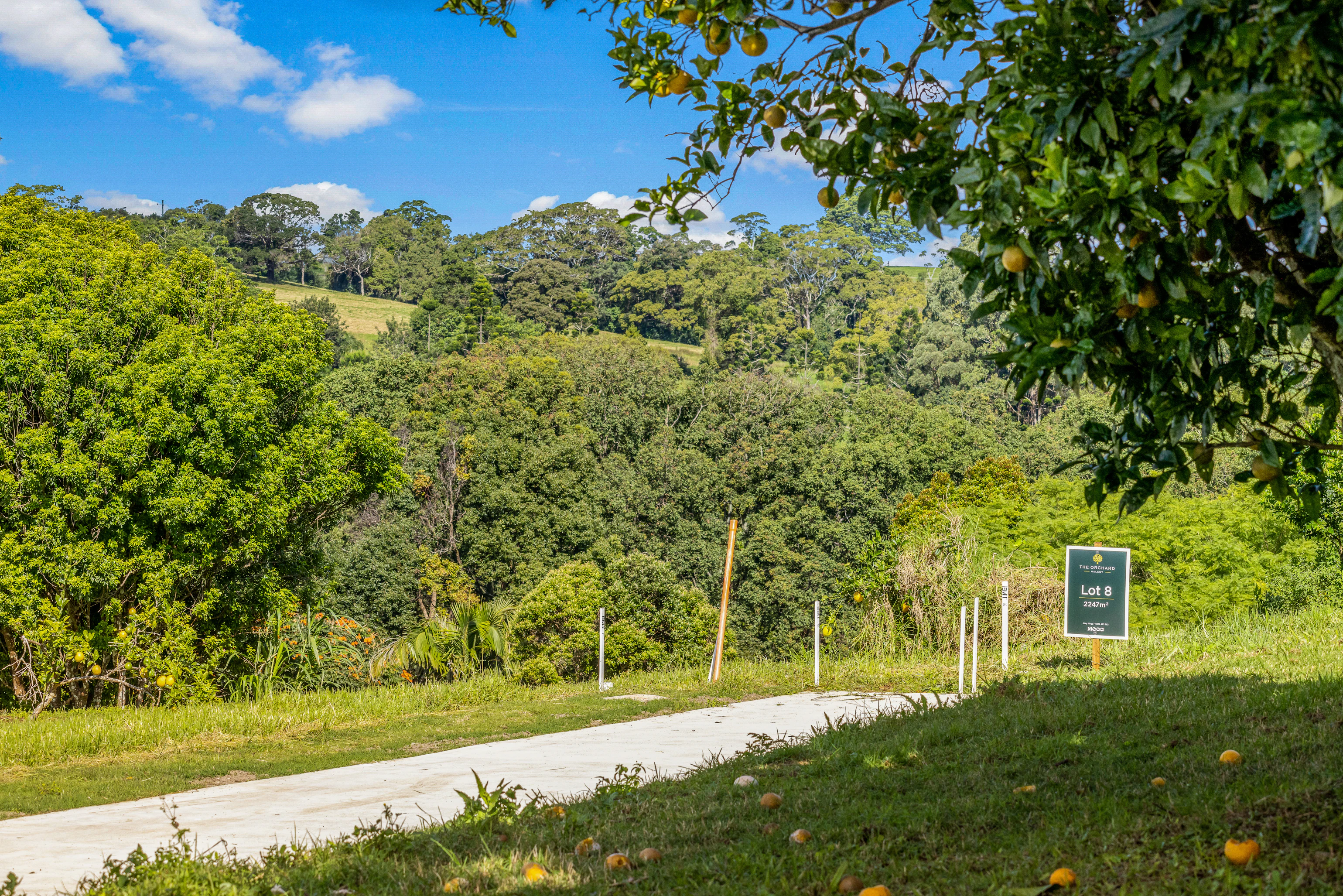 vegetation
