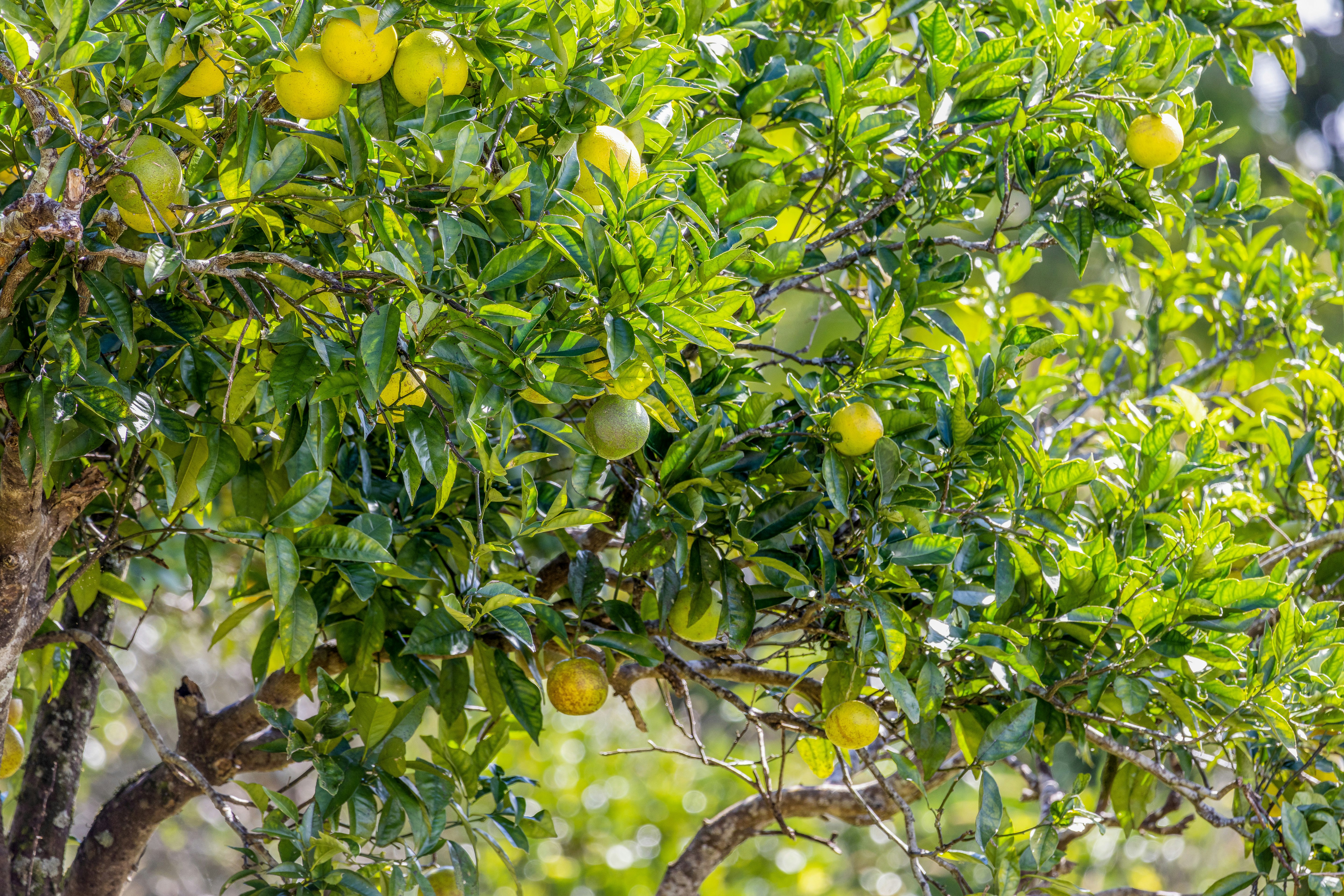 Image of citrus fruit