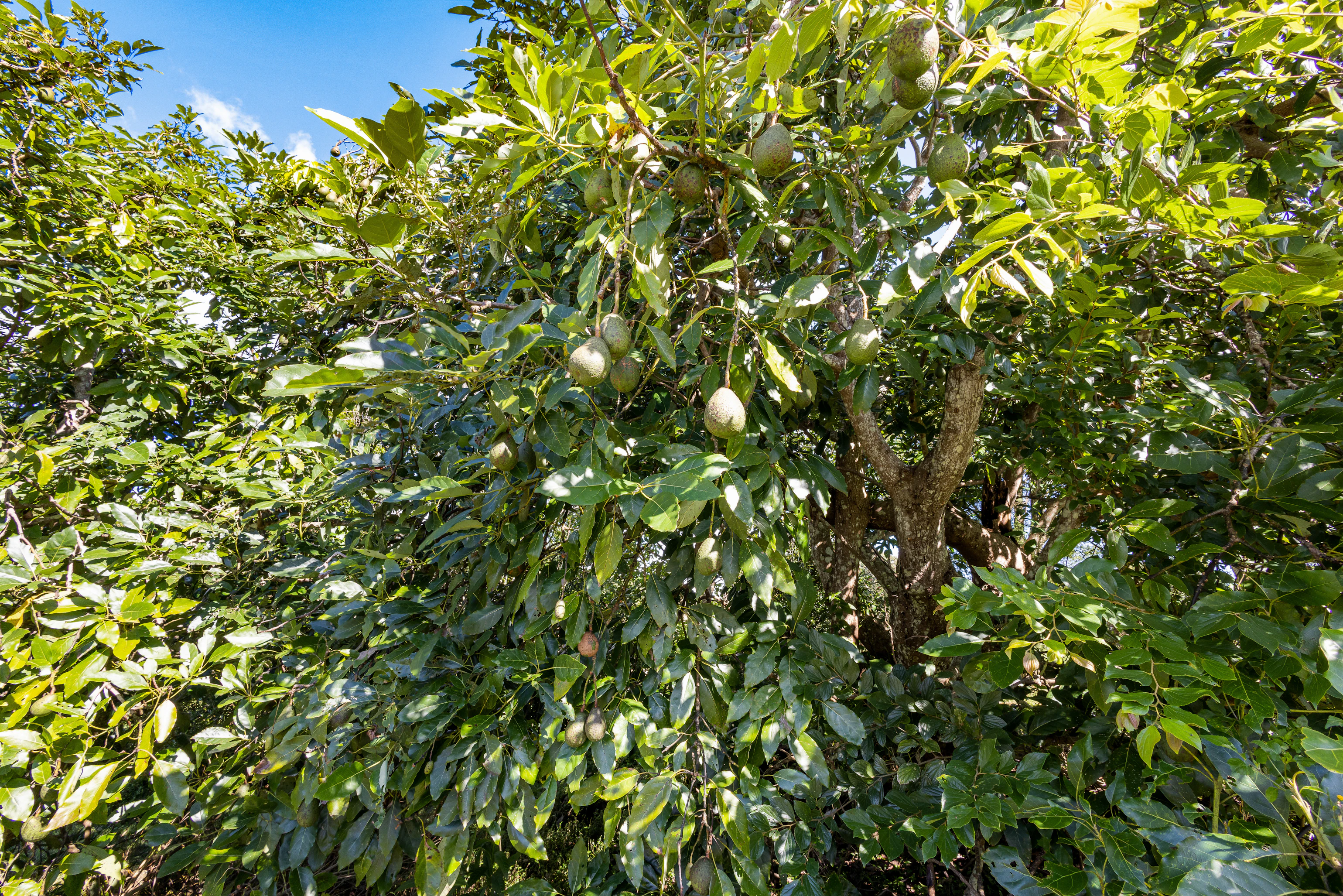 plant