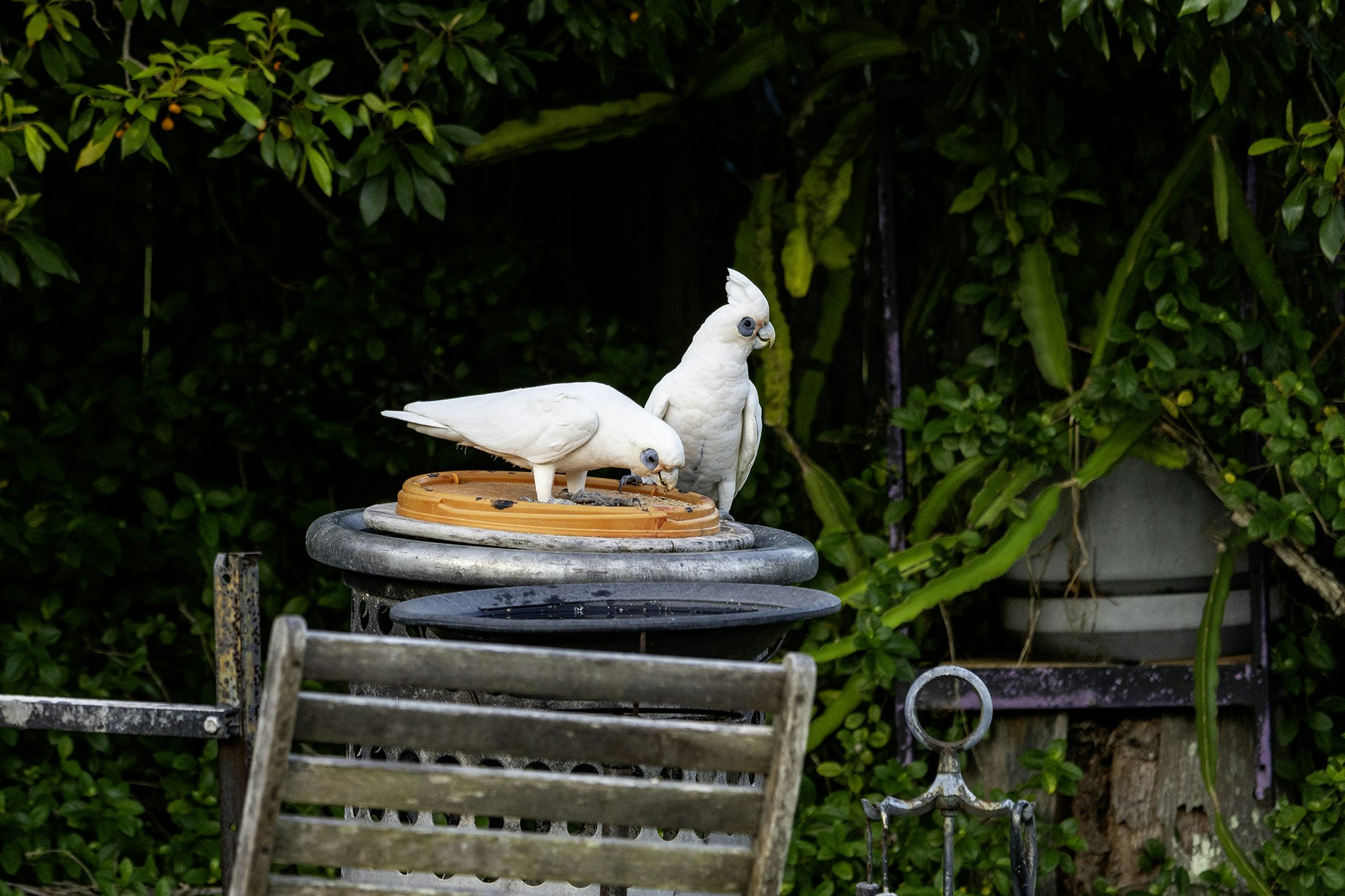 Image of animal