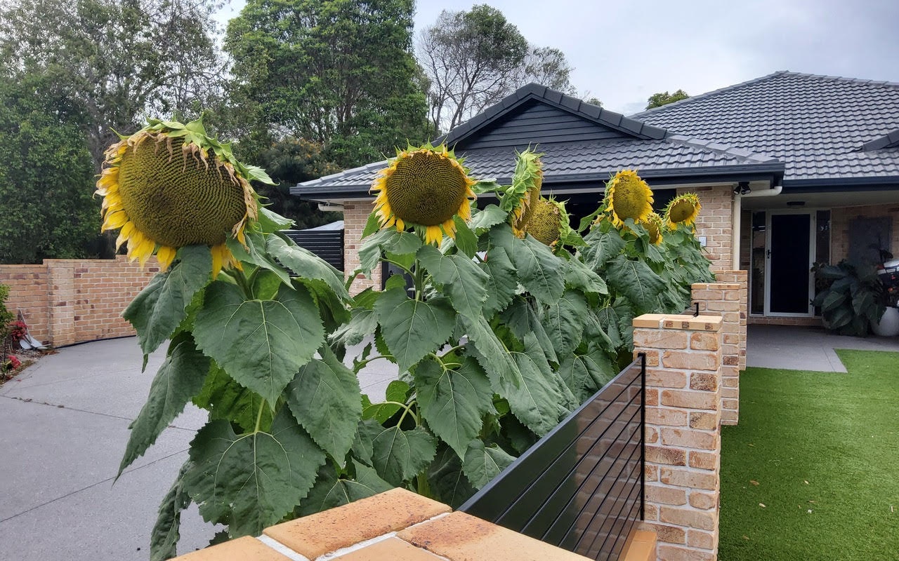 Image of backyard