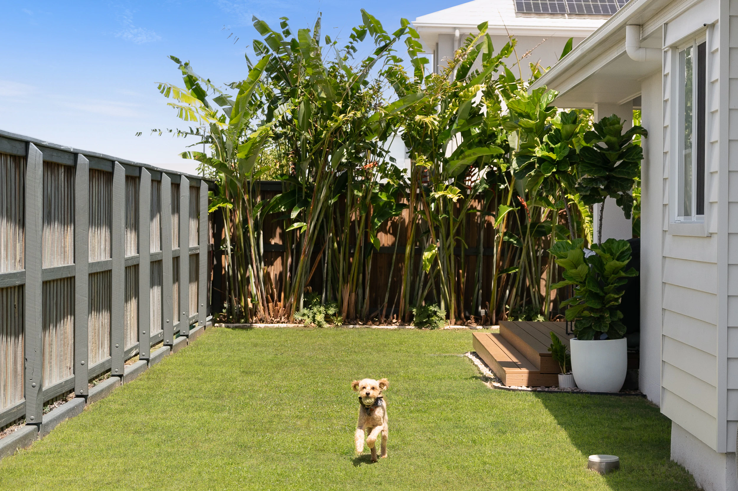 backyard