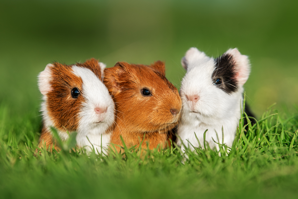 A Guide To Guinea Pig Awareness Week 2023