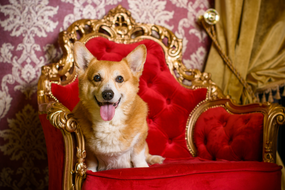 Do You Know These Royal Dogs?