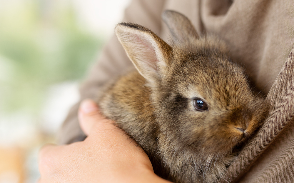 How much does owning a rabbit cost? (2023 Price Guide)