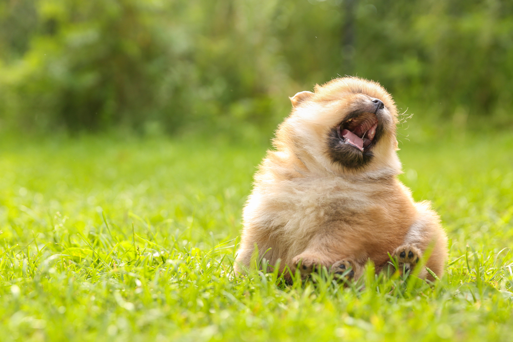 Cat & Dog Seasonal Allergies: Medications To Manage Your Cat or Dog's Allergies Throughout The Seasons Of The Year