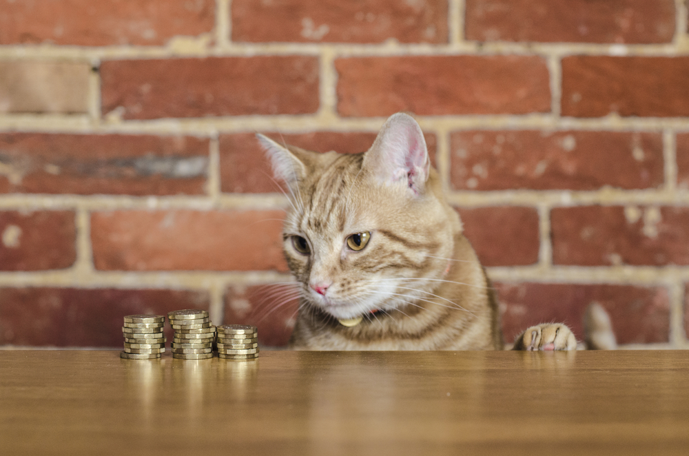 How much does owning a cat cost?