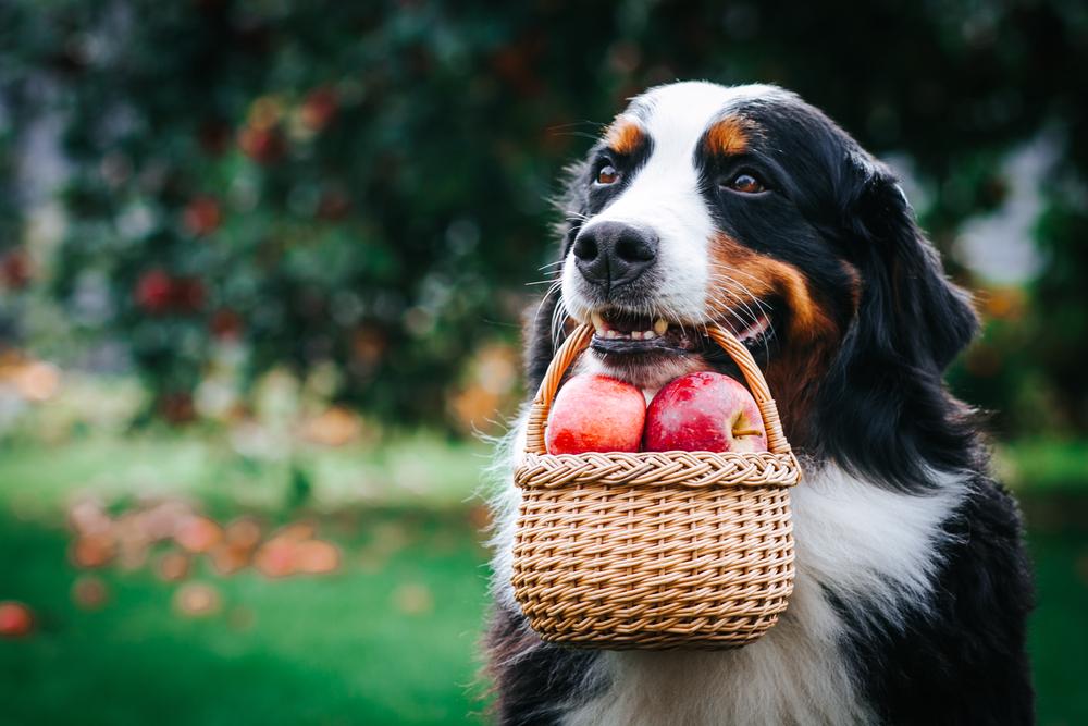 Can Dogs Eat Fruits?