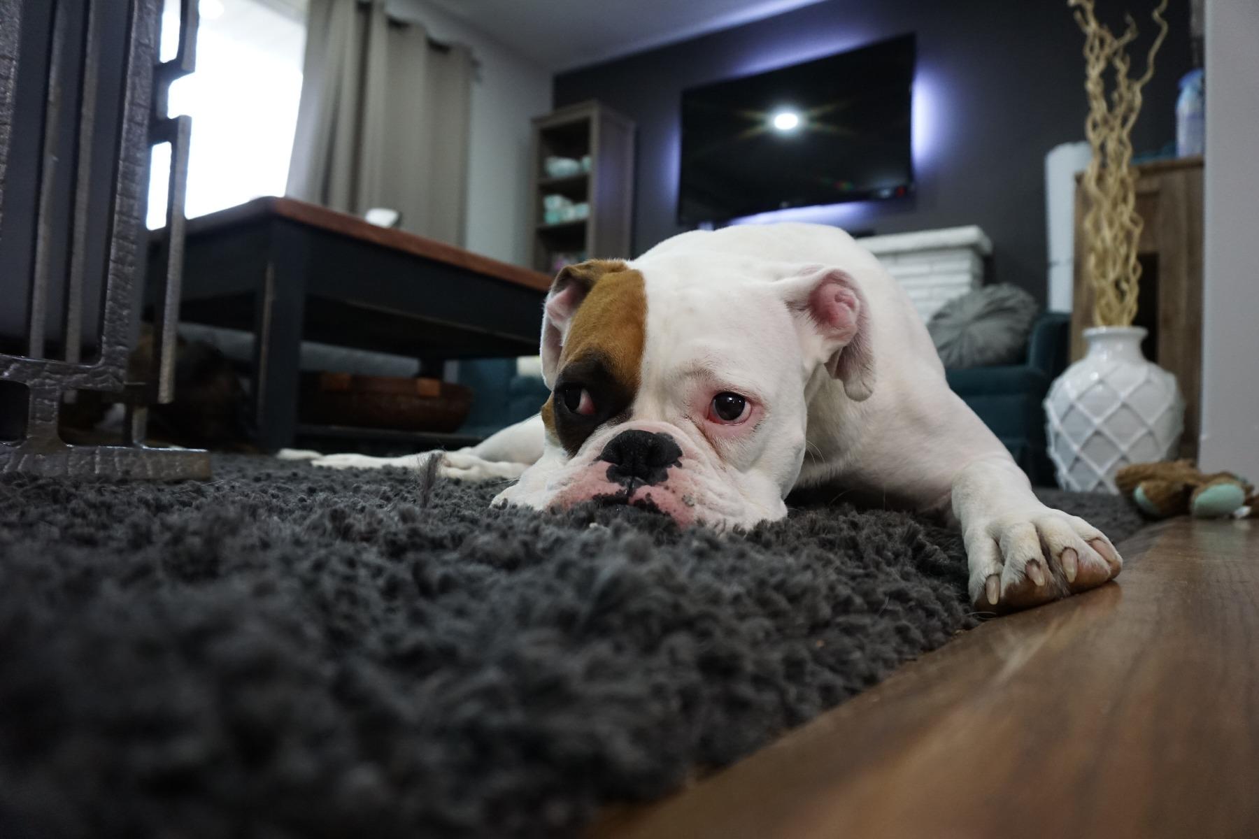 How to Treat a UTI in Dogs