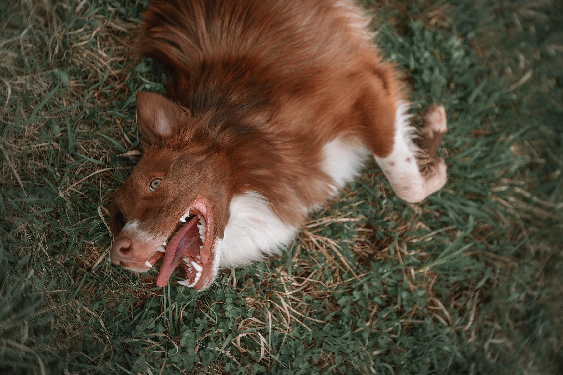 Why Do Dogs Eat Grass?