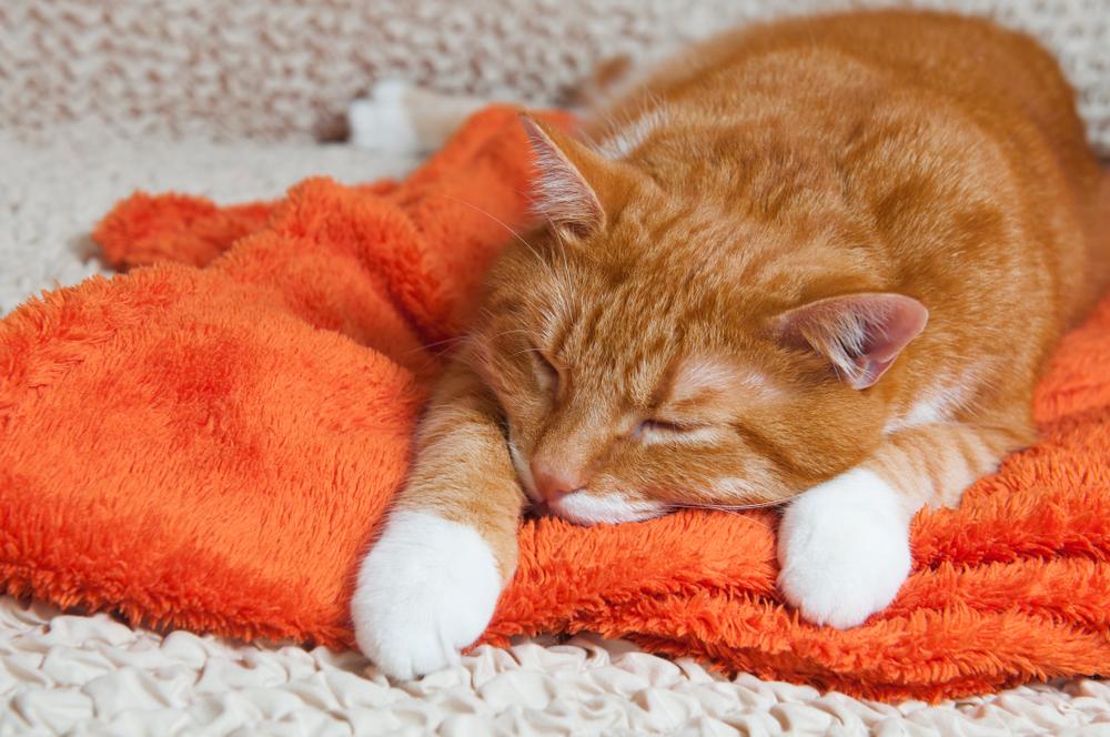 What is Cat Flu? A Guide to Influenza in Cats