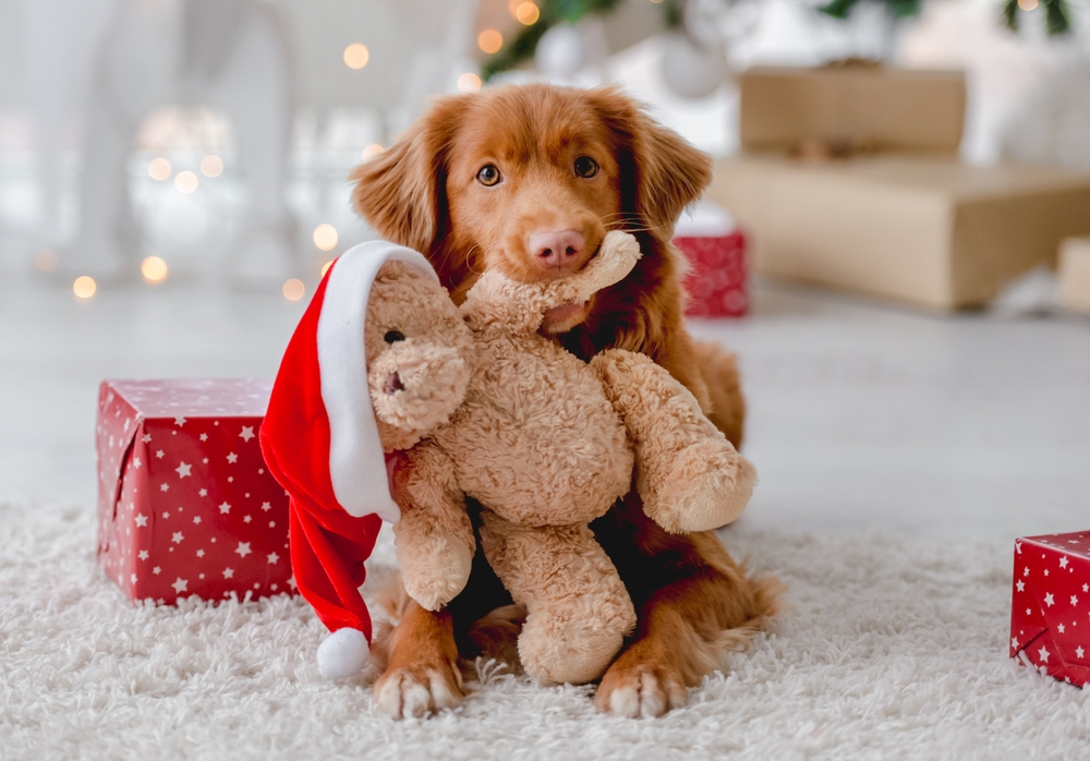 Pet Gifts Guide: What Does Your Dog Want for Christmas? 