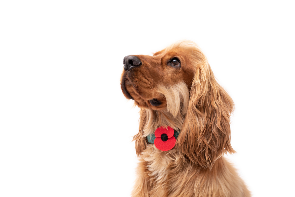 A History of Animals in World War II - Remembrance Day