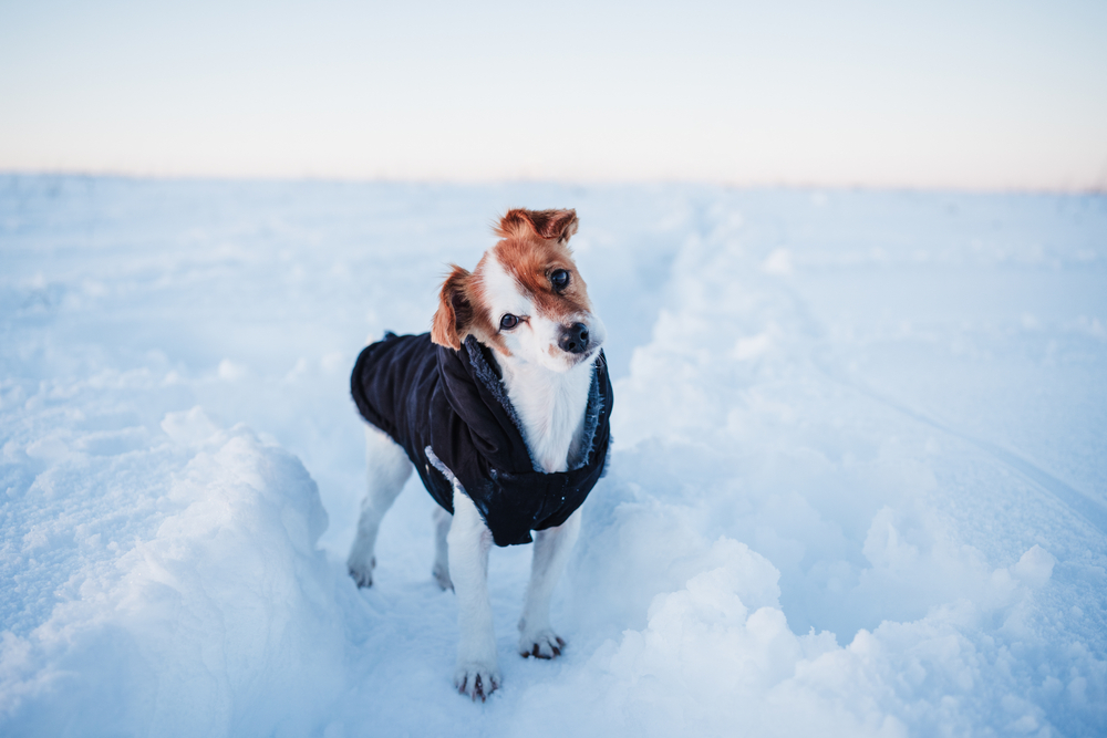 Cold Weather Gear: Preparing Your Dog for Winter Walks