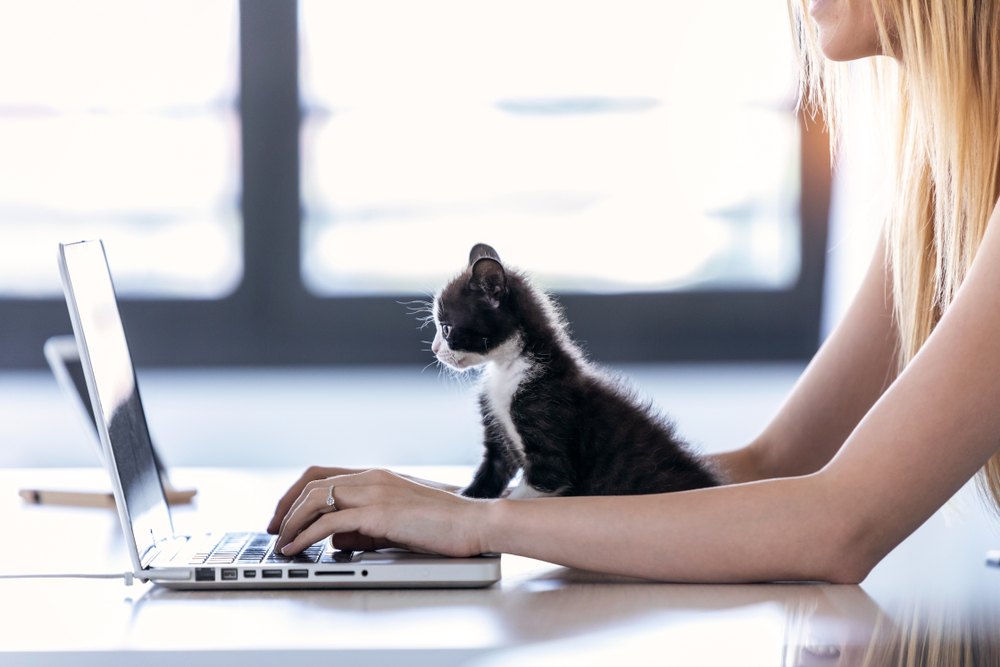 How can I get a pet prescription online?